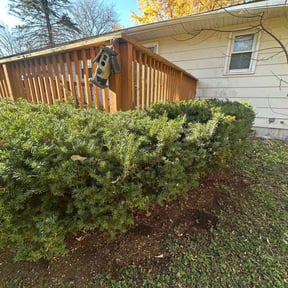 Bush Trimming by Amie's Clean Cut Lawns and More reviewed on August 17, 2025