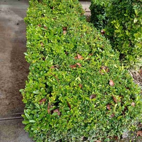 Bush Trimming by Ochoa Landscape and Irrigaton LLC reviewed on February 24, 2026