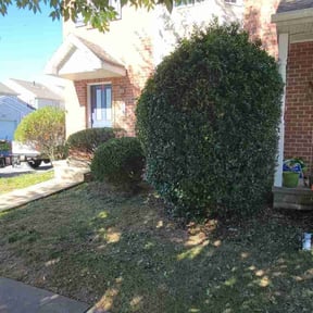 Bush Trimming by ABY Landscaping reviewed on November 9, 2025