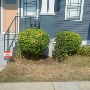Bush Trimming by Untouchables lawncare reviewed on August 20, 2025