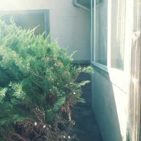 Bush Trimming by Mitchell&#039;s Home Solutions reviewed on August 16, 2025