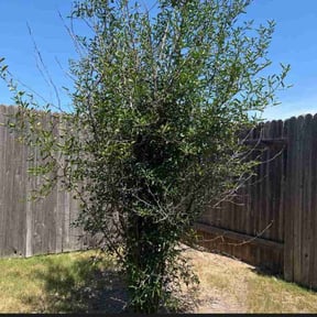 Bush Trimming by Alfas landscaping reviewed on August 19, 2025
