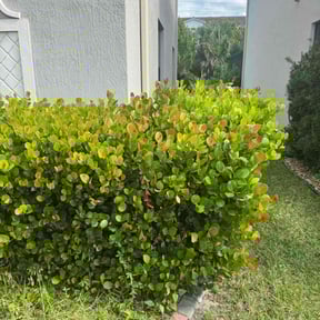Bush Trimming by NextDoor lawn care service reviewed on October 23, 2025