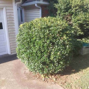 Bush Trimming by Lawn Junkie reviewed on November 29, 2025