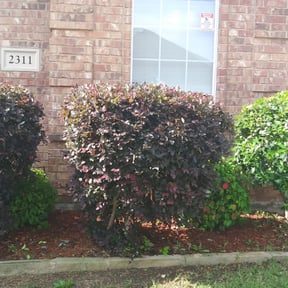 Bush Trimming by Right Time Llc reviewed on August 21, 2025