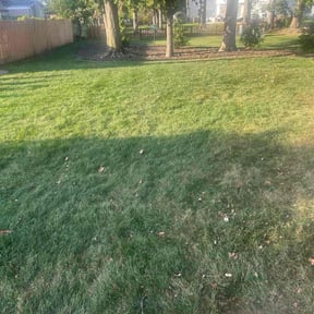Leaf Removal by Tony &amp; Son&#039;s lawn service reviewed on September 29, 2025