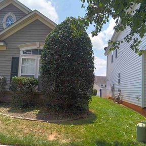 Bush Trimming by ATM reviewed on August 18, 2025