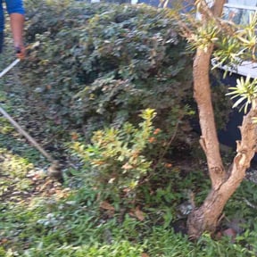 Bush Trimming by Trim Reaper reviewed on October 19, 2025