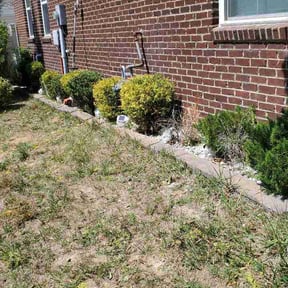 Bush Trimming by Jerrys Lawn Service reviewed on April 17, 2026