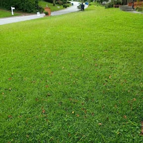 turf maintenance by All Electric Landscaping reviewed on May 17, 2025