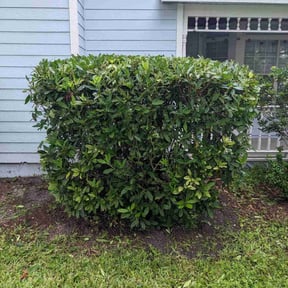 Bush Trimming by Economic Landscaping reviewed on May 24, 2025
