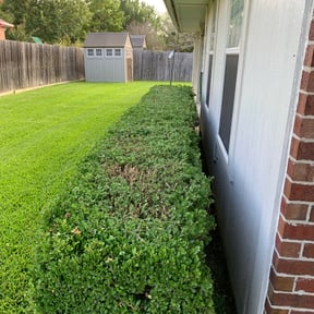 Bush Trimming by Seeing Green Lawncare reviewed on August 18, 2025
