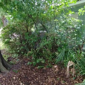 Bush Trimming by EV Great Valley Landscaping,LLC. reviewed on August 18, 2025