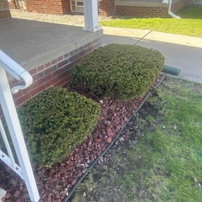 Bush Trimming by 1Smartchoice, LLC reviewed on August 15, 2025
