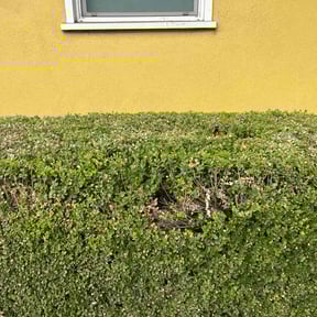 Bush Trimming by Michael lawn services reviewed on October 22, 2025