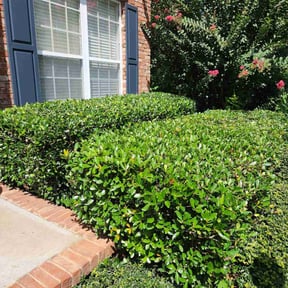 Bush Trimming by SM Lawn Services reviewed on August 19, 2025
