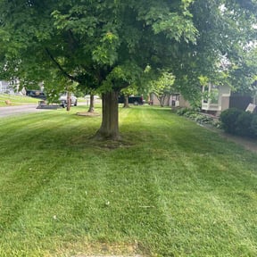 grass maintenance by Irie Lawns reviewed on August 19, 2025