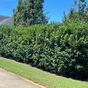 Bush Trimming by Suffer Correct Seasonal Care reviewed on October 23, 2025