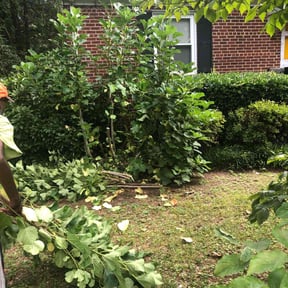 Bush Trimming by Corey's Cuts Lawncare LLC reviewed on August 21, 2025