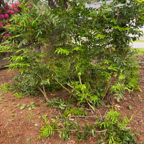 Bush Trimming by Pelons lawn care reviewed on August 17, 2025