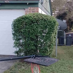 Bush Trimming by Top Notch Lawn & Landscaping, LLC reviewed on August 19, 2025