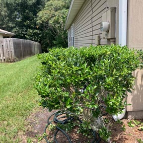 Bush Trimming by L&amp;D Lawn Care Inc. reviewed on August 20, 2025