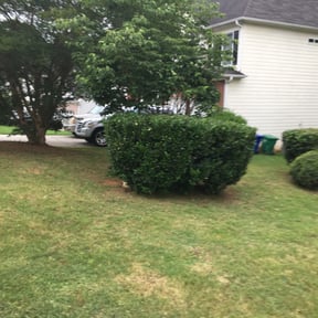 Bush Trimming by Texas lawnscapes reviewed on November 30, 2021