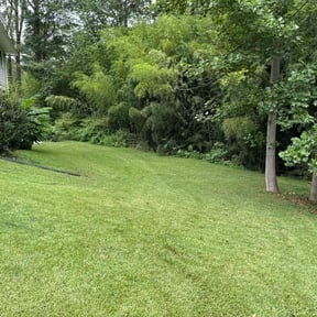 grass maintenance by Whitfields lawn care reviewed on August 20, 2025