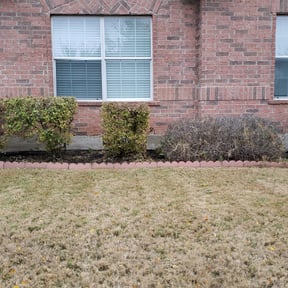 Bush Trimming by Gauer landscaping llc reviewed on August 20, 2025