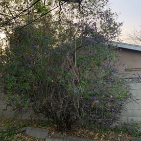 Bush Trimming by Mow-4-You reviewed on August 20, 2025