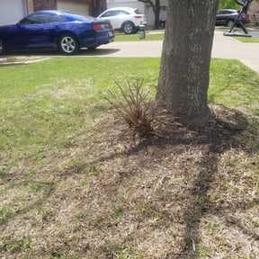 Bush Trimming by C&C Lawn Care reviewed on August 20, 2025