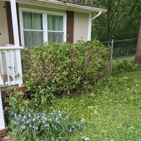Bush Trimming by Pace Lawn and Garden reviewed on August 21, 2025