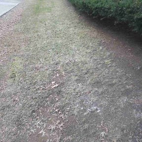 Leaf Removal by Positive Landscaping reviewed on April 14, 2026