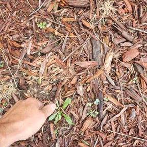 Flower Bed Weeding by Adams Lawns & More reviewed on August 21, 2025