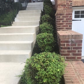 Bush Trimming by Boyd Lawncare Service reviewed on August 19, 2025