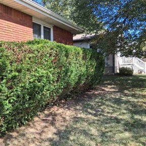 Bush Trimming by Red hat lawnstarters Brandon.A.sanders reviewed on October 19, 2025