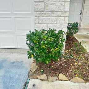 Bush Trimming by MFR Property Services LLC reviewed on March 8, 2026