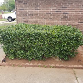 Bush Trimming by Greenblade Mowing reviewed on August 20, 2025
