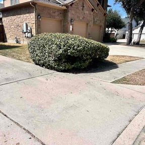 Bush Trimming by Edges lawn care services reviewed on November 7, 2025