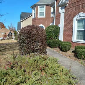 Bush Trimming by Mm lawn care llc reviewed on September 22, 2023