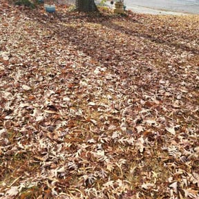 Leaf Removal by KevnLori Professional Lawn Care LLC reviewed on January 5, 2026