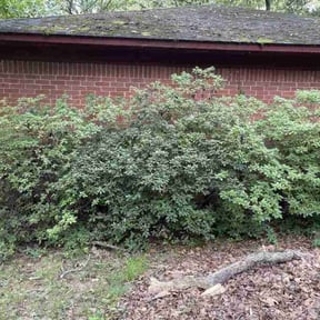 Bush Trimming by Mow Goatz Lawn Service  reviewed on August 16, 2025