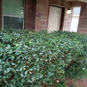 Bush Trimming by La Costa Irrigation & Landscaping LLC reviewed on August 18, 2025