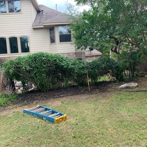 Bush Trimming by Pulgarcitos Lawns R&R reviewed on August 17, 2025