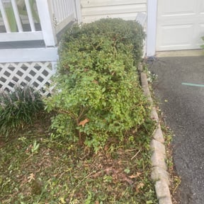 Bush Trimming by Paparo Lawn Care reviewed on August 19, 2025