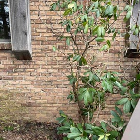 Bush Trimming by J lawn care reviewed on April 3, 2026