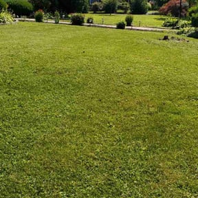 yard care by Mr. Kvr's Lawn Care Services reviewed on August 21, 2025