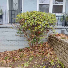 Bush Trimming by Millenium pressure washing reviewed on August 21, 2025