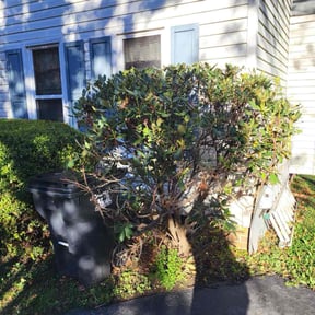 Bush Trimming by Shade Tree Landscaping reviewed on November 20, 2025
