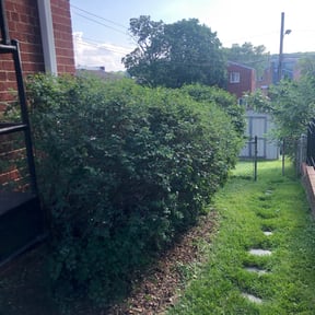 Bush Trimming by Brown Premier Landscape reviewed on August 18, 2025